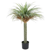 YUCCA TREE 105CM W POT 17X15CM - Sydney's Plant Market